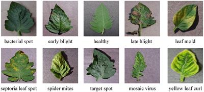 A ResNet50-DPA model for tomato leaf disease identification